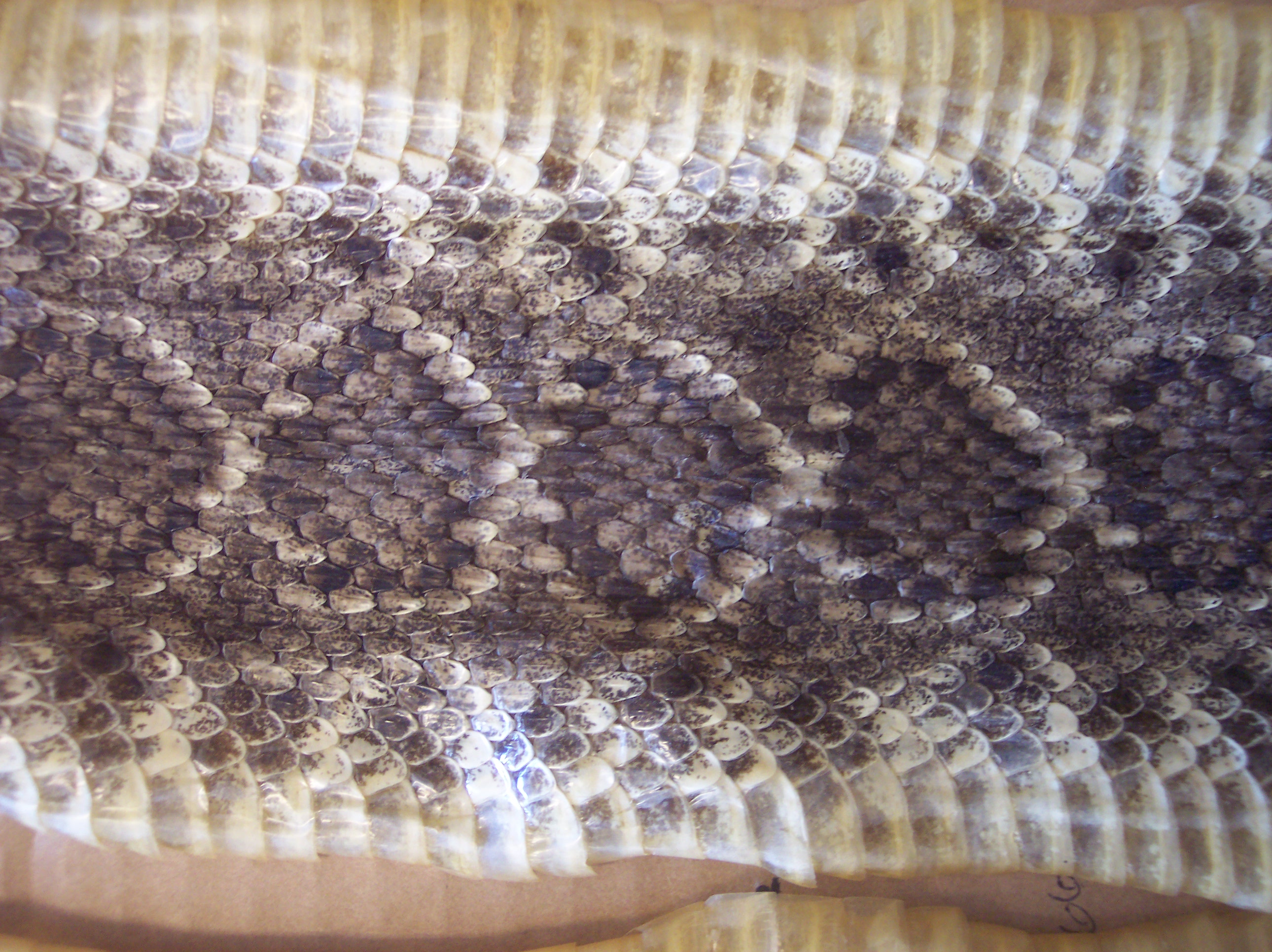 Western Diamondback Rattlesnake Skins - Old/Sold - Leatherworker.net